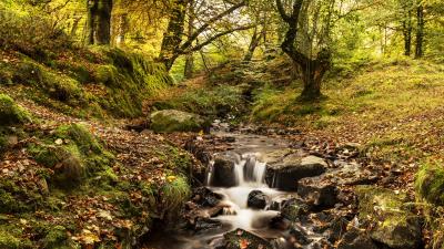Stream river trees 4k wallpaper