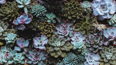 Succulents plant domestic plant 4k wallpaper