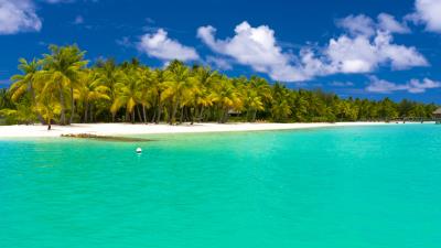 Summer maldives tropical beach palm trees 4k wallpaper