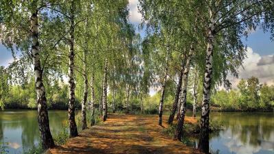 Summer pond park birch landscape 4k wallpaper