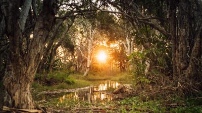 Sun forest river 4k wallpaper