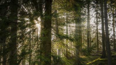 Sun rays trees 4k wallpaper