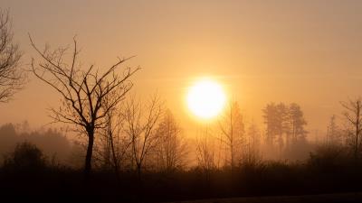 Sun sunset branches image 4k wallpaper