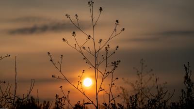 Sun sunset branches 4k wallpaper