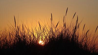 Sun sunset grass image 4k wallpaper