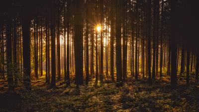 Sunbeams between forest trees av 4k wallpaper