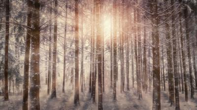 Sunbeams snowy trees ad 4k wallpaper