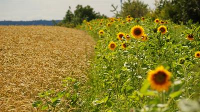 Sunflowers ears summer fields border 4k wallpaper