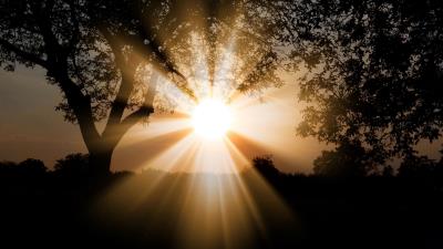 Sunlight dawn trees 4k wallpaper