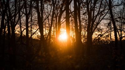 Sunlight trees sunset 4k wallpaper