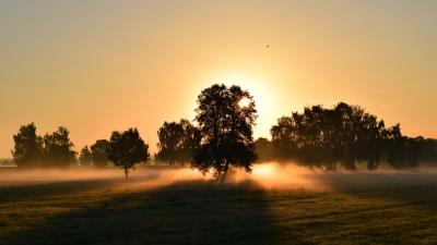 Sunrise fog trees 4k wallpaper