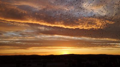 Sunset birds clouds 4k wallpaper