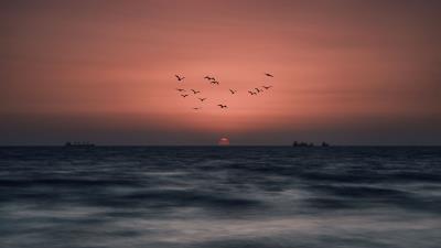 Sunset birds sun 4k wallpaper