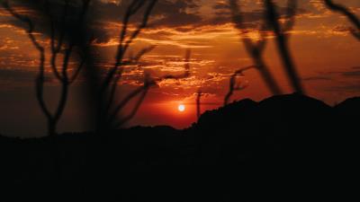 Sunset branches silhouette 4k wallpaper