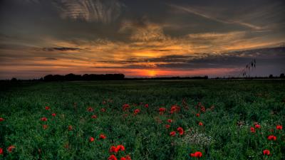 Sunset field poppies landscape 4k wallpaper