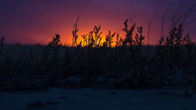 Sunset grass horizon 4k wallpaper