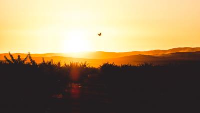 Sunset horizon bird 4k wallpaper