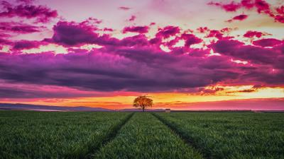 Sunset horizon field tree grass clouds 4k wallpaper