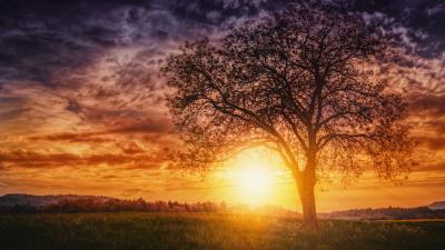 Sunset nature trees img 4k wallpaper