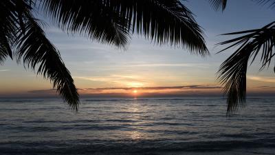 Sunset palm sea image 4k wallpaper