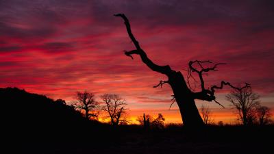 Sunset silhouette branch 4k wallpaper