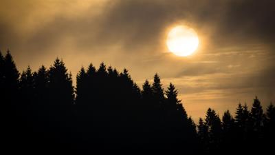 Sunset spruce trees image 4k wallpaper
