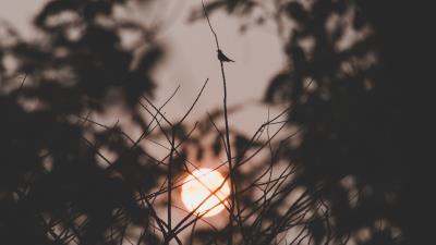 Sunset sun branches 4k wallpaper