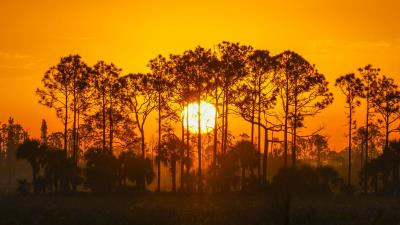 Sunset sun trees 4k wallpaper