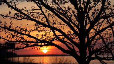 Sunset the sun branches 4k wallpaper