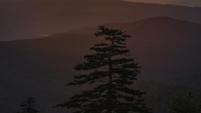 Sunset tree fog 4k wallpaper
