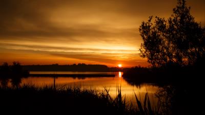 Sunset tree horizon 4k wallpaper