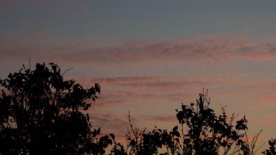 Sunset trees foliage 4k wallpaper