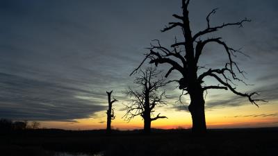 Sunset trees silhouette 4k wallpaper