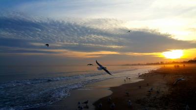 sunset sea birds sky people beach 4k wallpaper