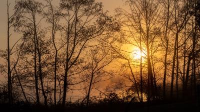 Sun trees branches image 4k wallpaper