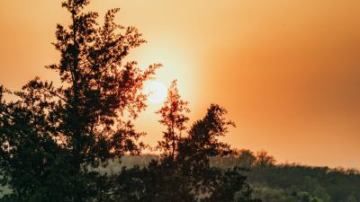 Sun trees sky 4k wallpaper