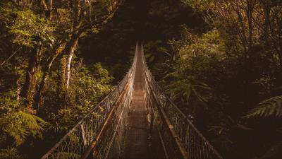 Suspension bridge bridge trees 4k wallpaper