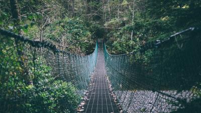 Suspension bridge rope trees forest 4k wallpaper