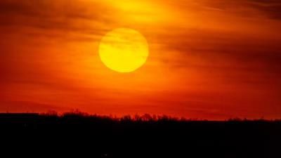 Swan sun sunset 4k wallpaper