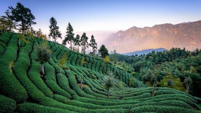 Tea field harvest trees 4k wallpaper