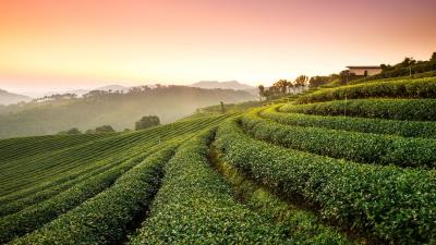 Tea plantation landscape 4k wallpaper