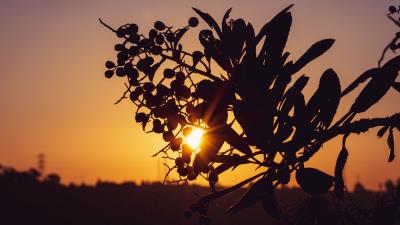 The sun rays branch 4k wallpaper