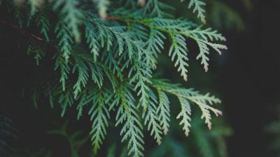 Thuja branch pine needles cypress 4k wallpaper