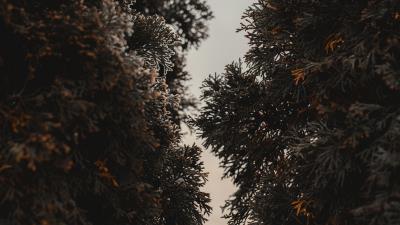 Thuja trees needles 4k wallpaper
