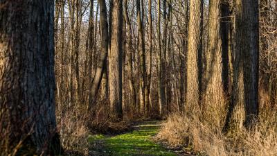 Trail forest trees 4k wallpaper