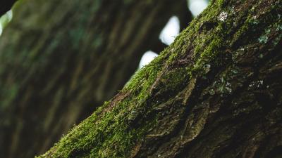 Tree bark moss 4k wallpaper