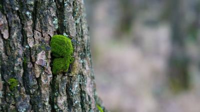 Tree bark wood moss 4k wallpaper