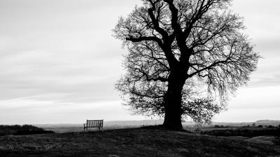 Tree bench bw 4k wallpaper
