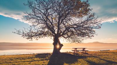 Tree bench table light 4k wallpaper