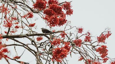 Tree berries bird 4k wallpaper